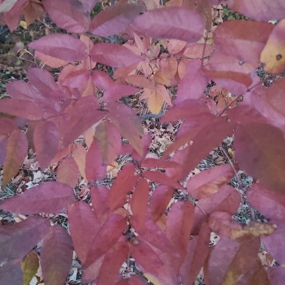 Meet your Posher, Cindy - Picture 1 of 1